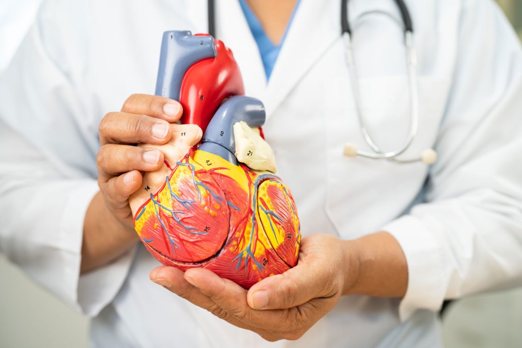 Doctor holding a heart model.