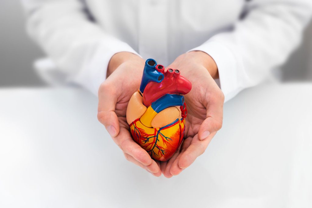 Doctor holding a model of heart.