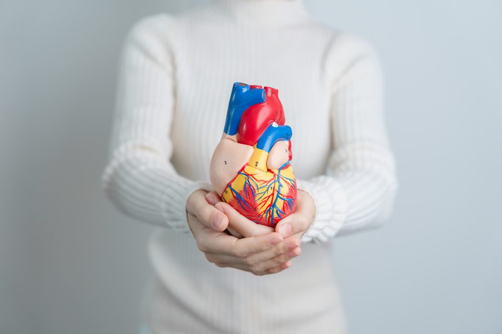 Woman holding a heart model.